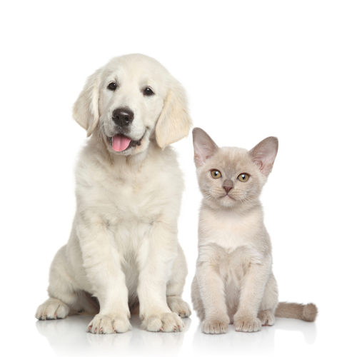 Mięso drobne 2.png